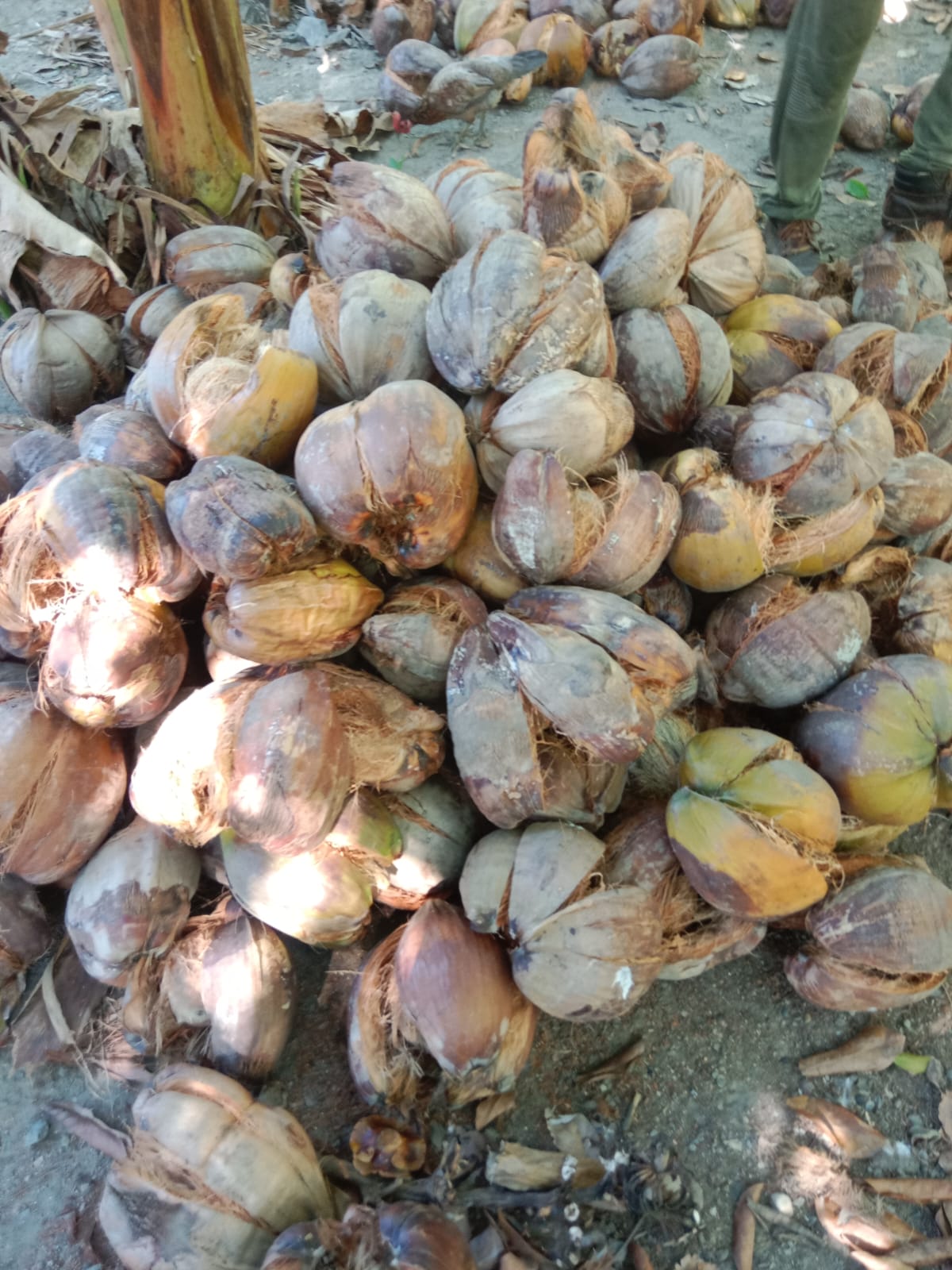 whatsapp image 2025 07 25 at 12.31.12 pm (1)